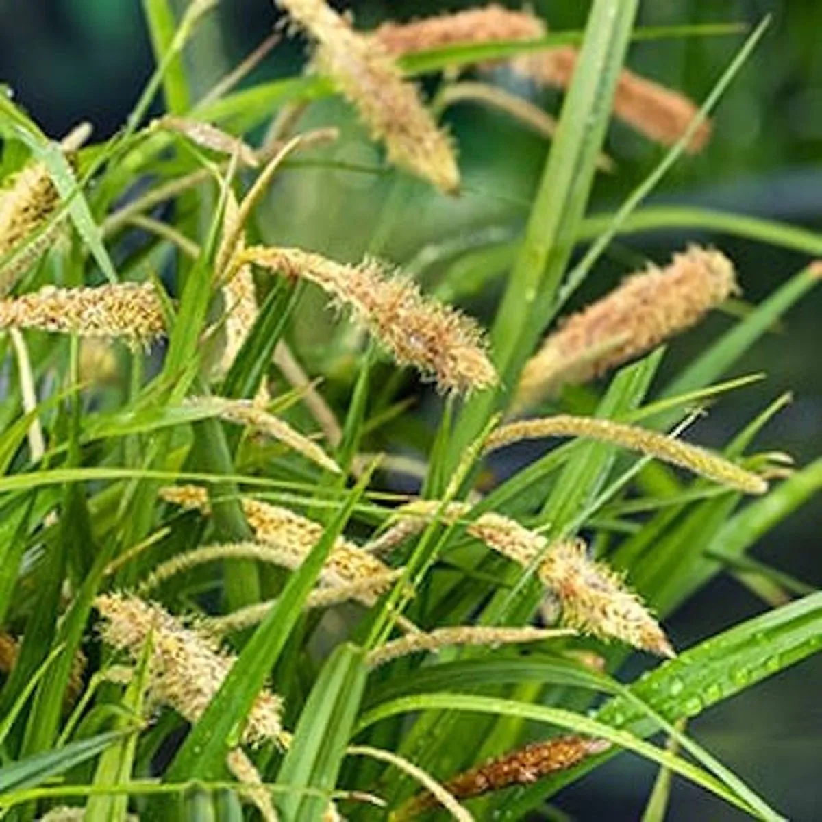 Carex Pendula | Hangende Zegge | In 18CM Mand Kant en Klaar från Moerings i Grön – produktbild