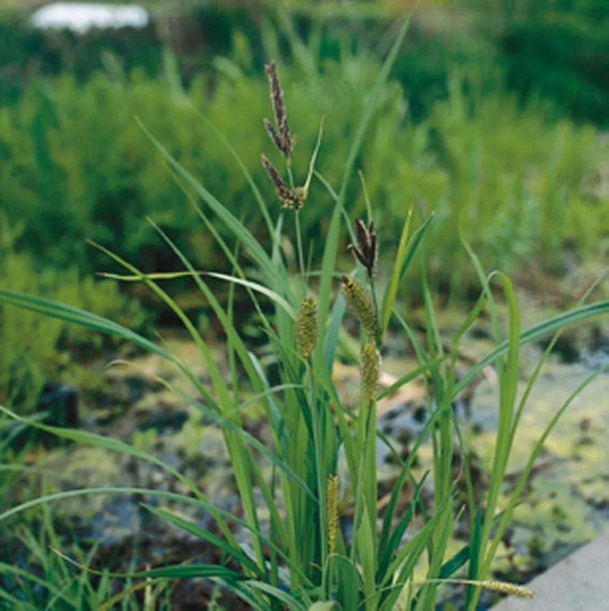 Carex Riparia | Oeverzegge | In 25CM Mand Kant en Klaar från Moerings i Grön – produktbild