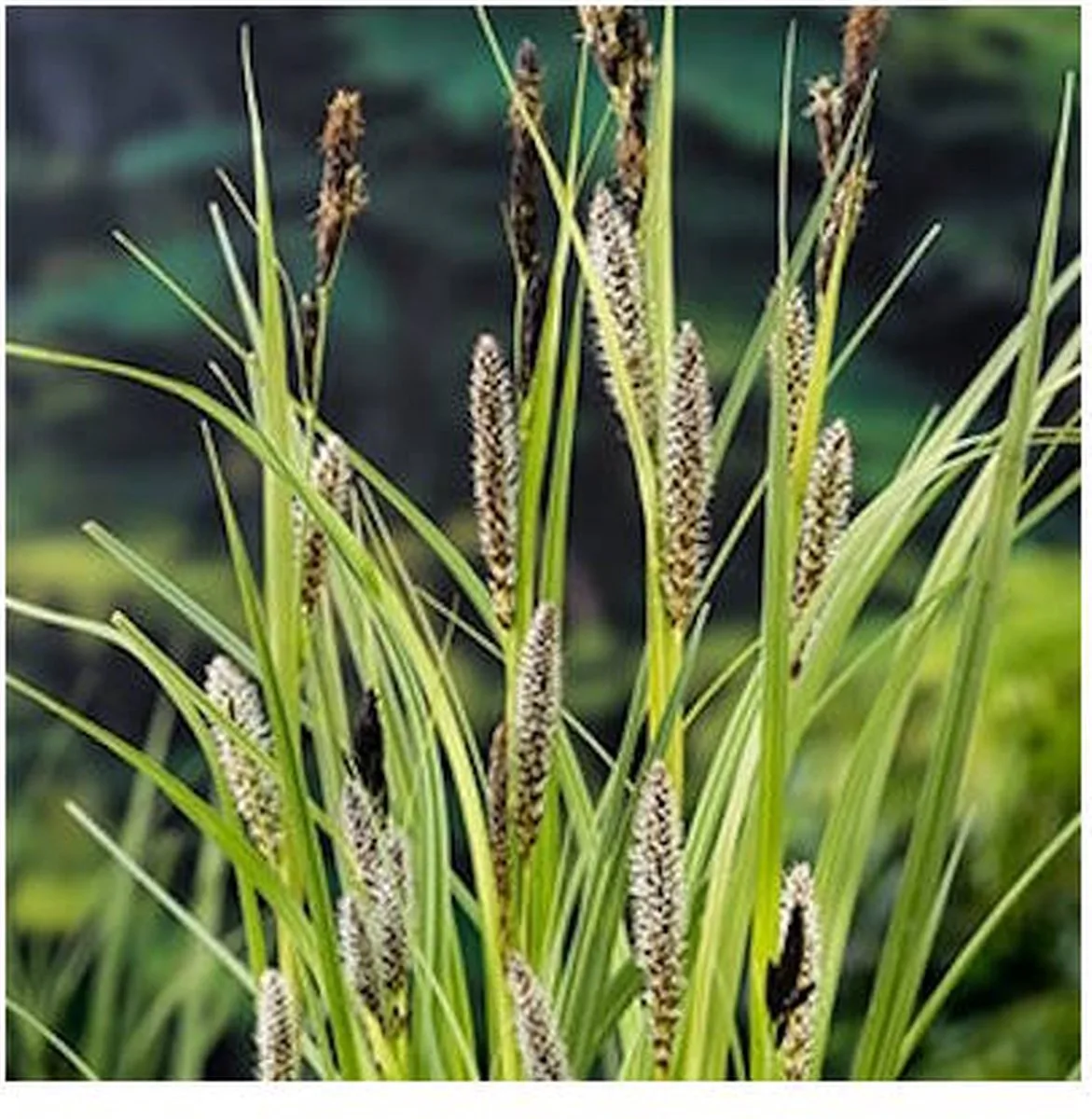 Carex Riparia | Oeverzegge | In 9CM pot från Moerings i Brun – produktbild
