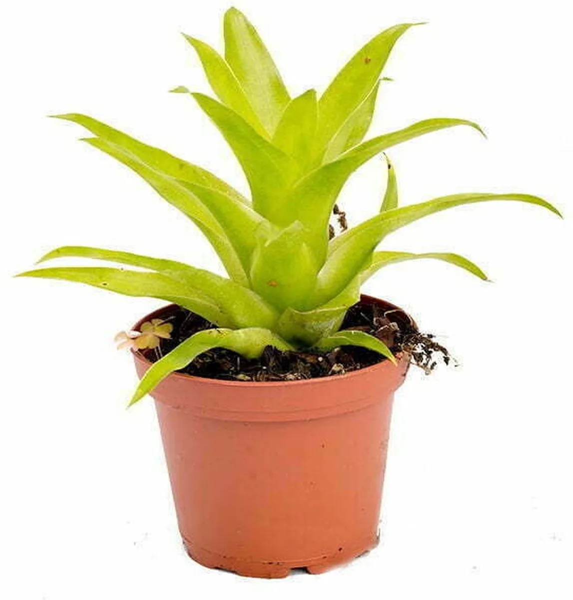 Catopsis Bromelia | In 5 cm pot från Moerings i Grön – produktbild