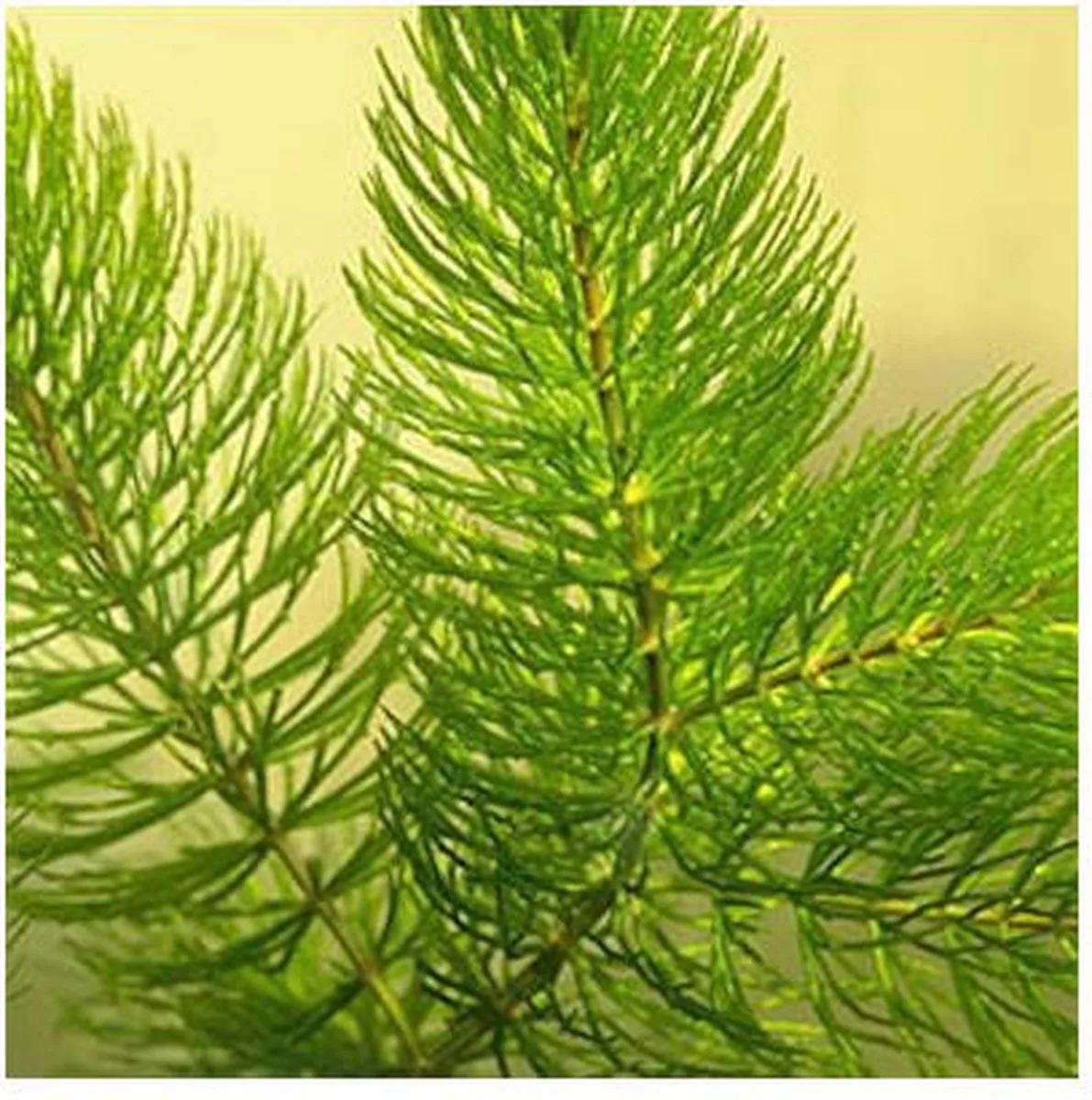 Ceratophyllum demersum | Hoornblad | In Beker van Moerings in Groen – productfoto