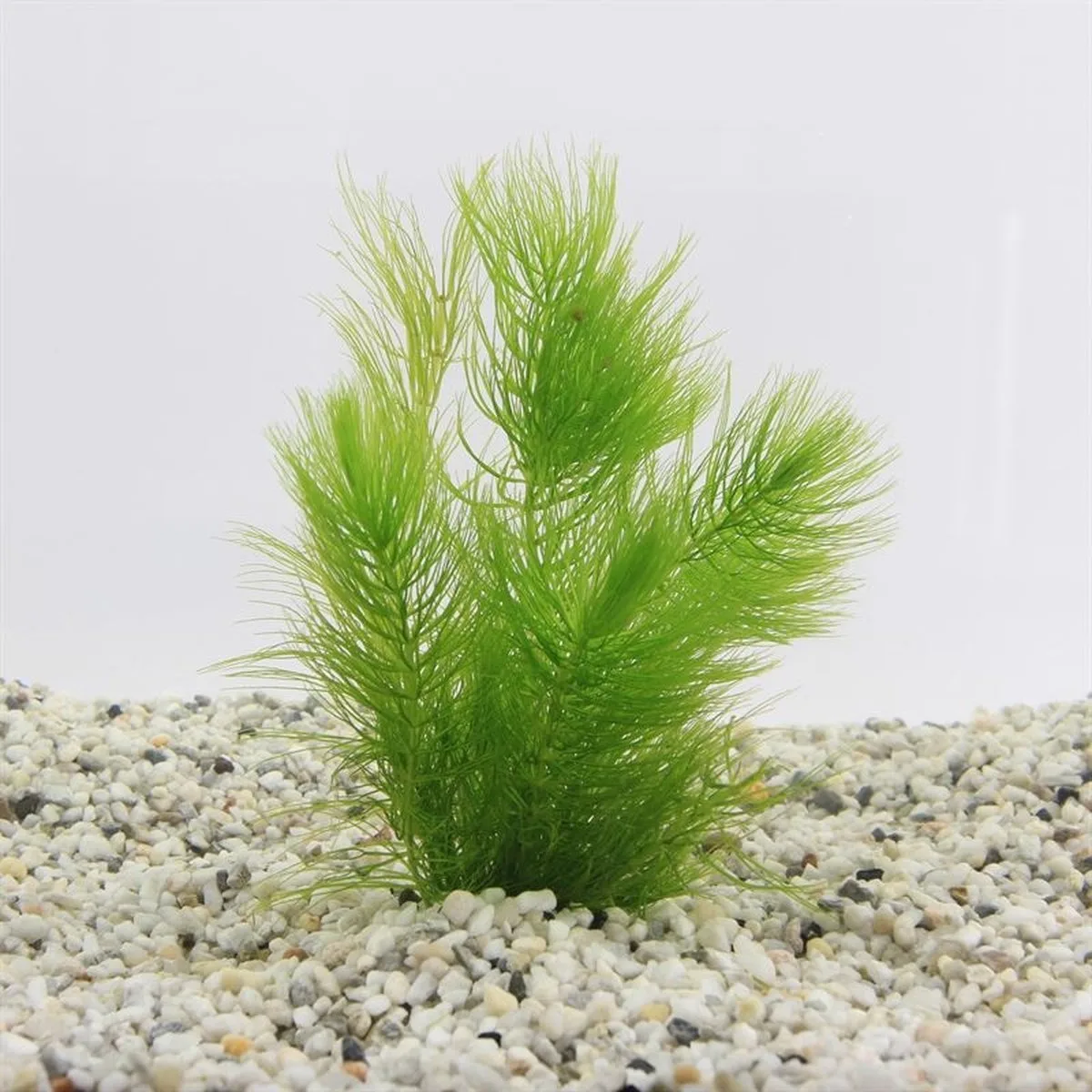 Ceratophyllum demersum | Ongedoornd Hoornblad | In Terracotta Ring Waterplant van Moerings in Groen – productfoto