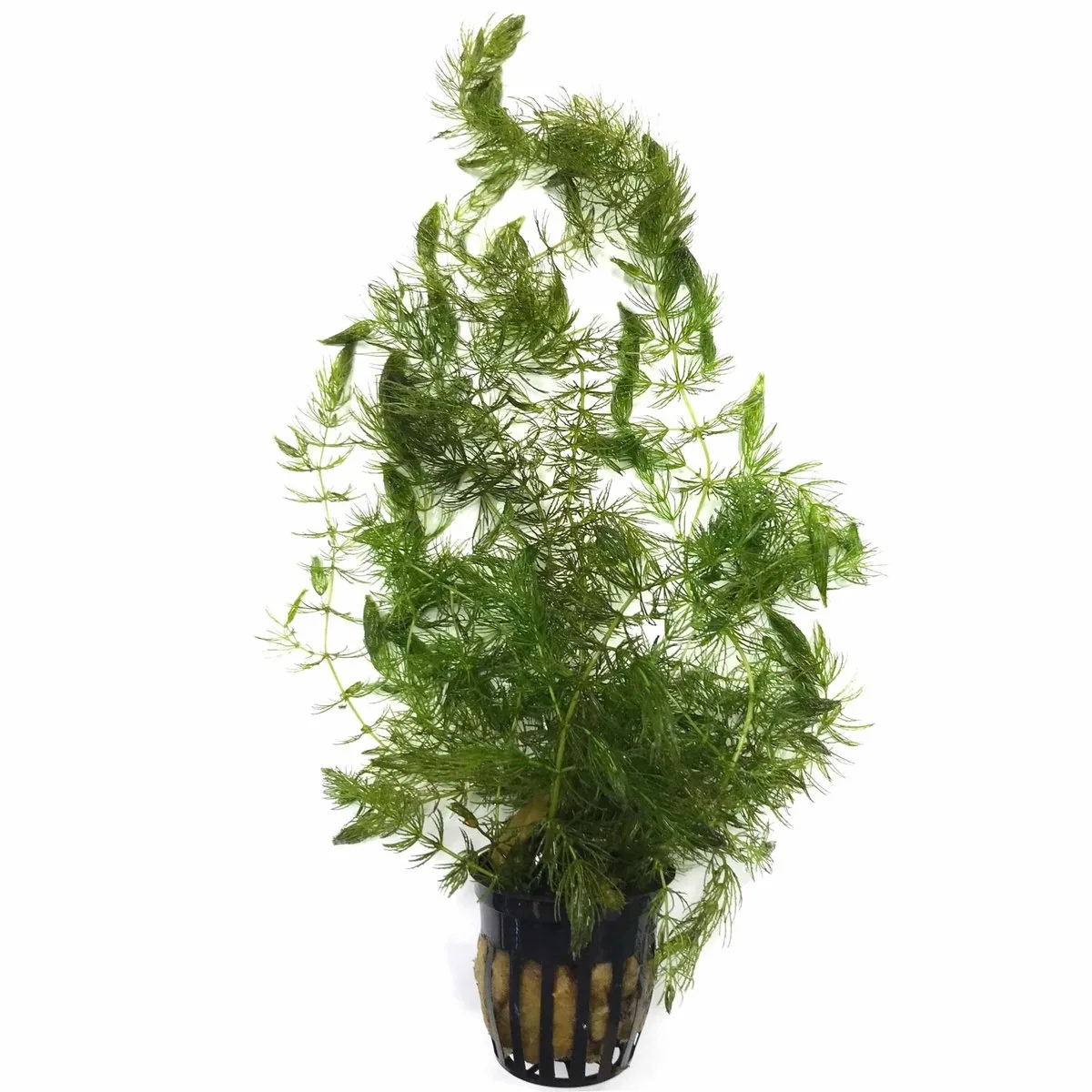 Ceratophylum Demersum | Gehoornd hoornblad | in 5 cm pot från Moerings i Grön – produktbild