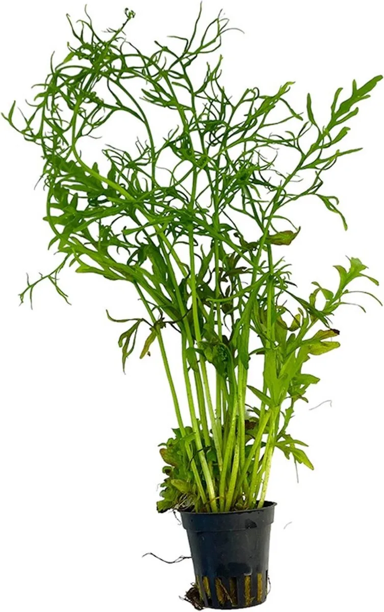 Ceratopteris Thalictroides | Smalbladige Eikenbladvaren |in 5 cm pot från Moerings i Ljusgrön – produktbild