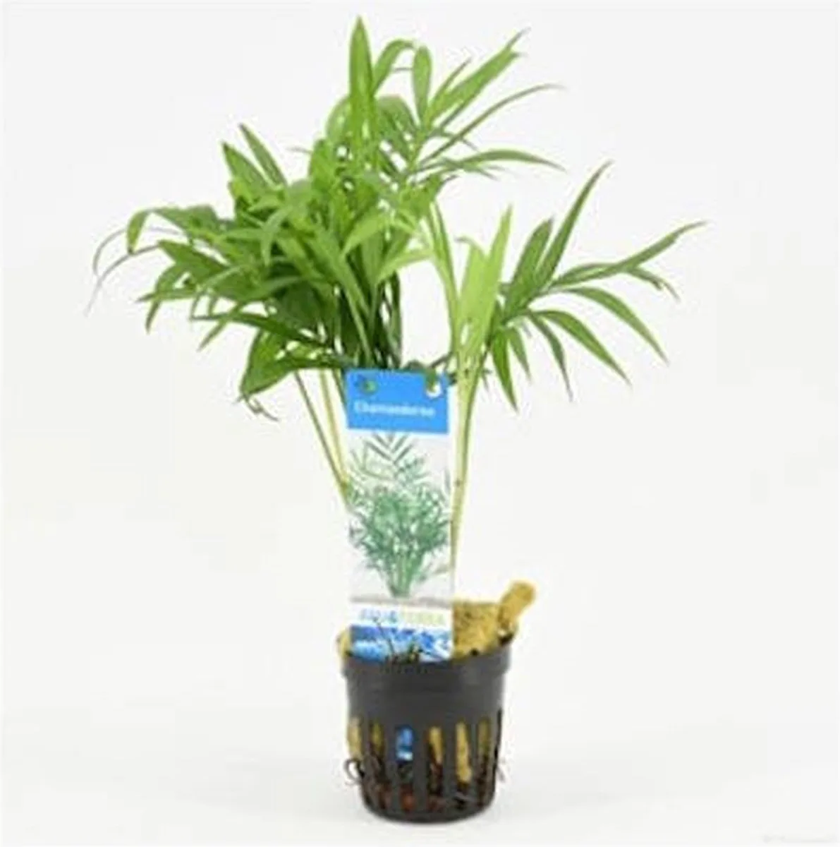 Chamaedorea | Mexicaanse dwergpalm | in 5 cm pot från Moerings i Grön – produktbild