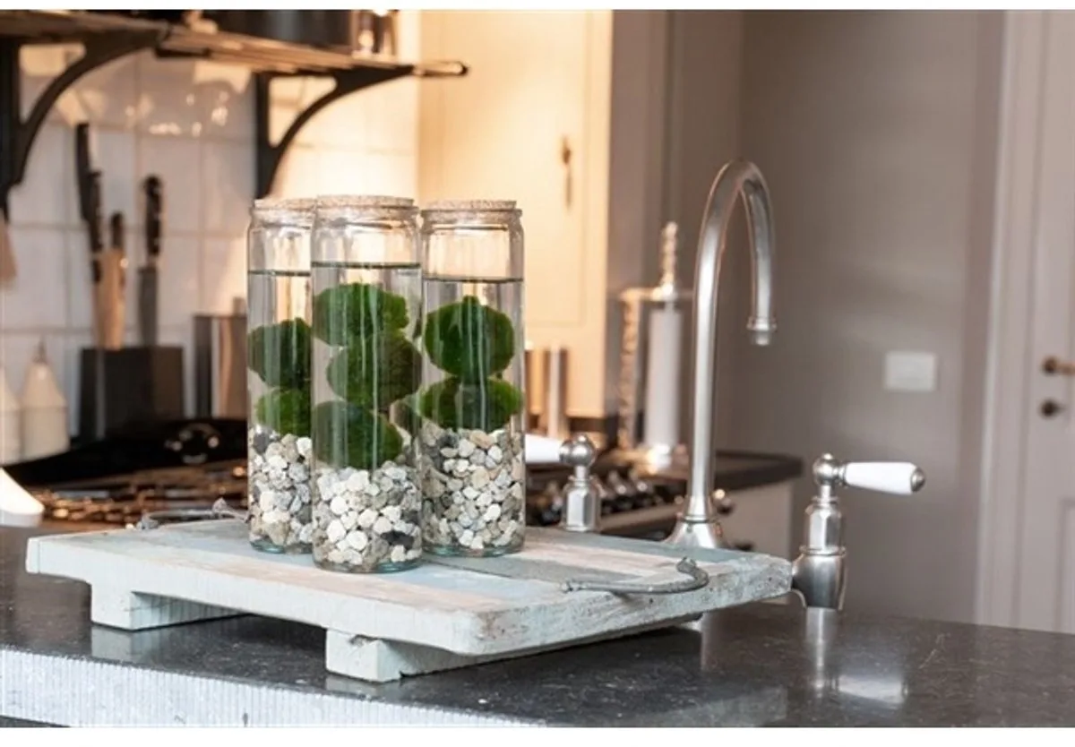 Chladophlora Aegagropphila 2 Stuks In Glas från Moerings i Transparent – produktbild