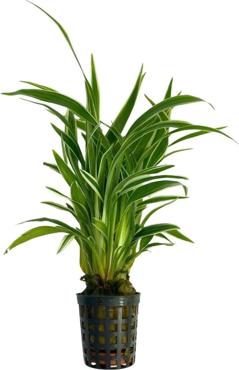 Chlorophytum Bichetii | Lintplant | in 5 cm pot från Moerings i Grön – produktbild
