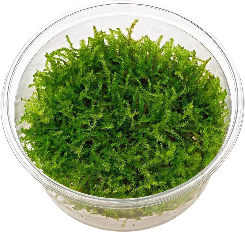 Christmas Moss - 3 stuks - Cup 80 cc - Aquarium mos - Aquariumplant von Moerings in Grün – Produktfoto