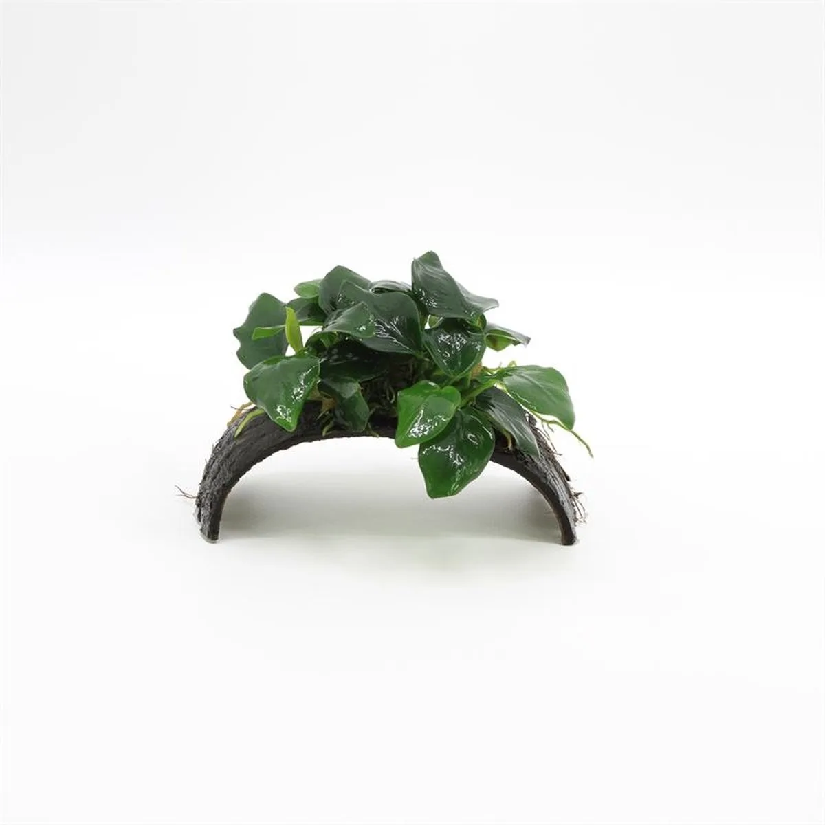 Cocosnoot armband met anubias Waterplant von Moerings in Grün – Produktfoto