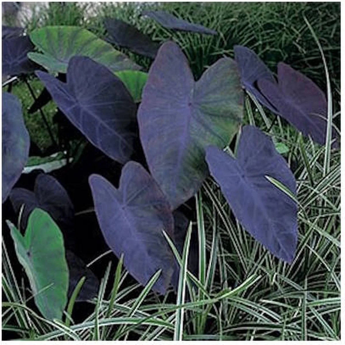 Colocasia Rubra Black Magic | Zwarte Taro | In 18CM Mand Kant en Klaar de Moerings en Noir – photo produit