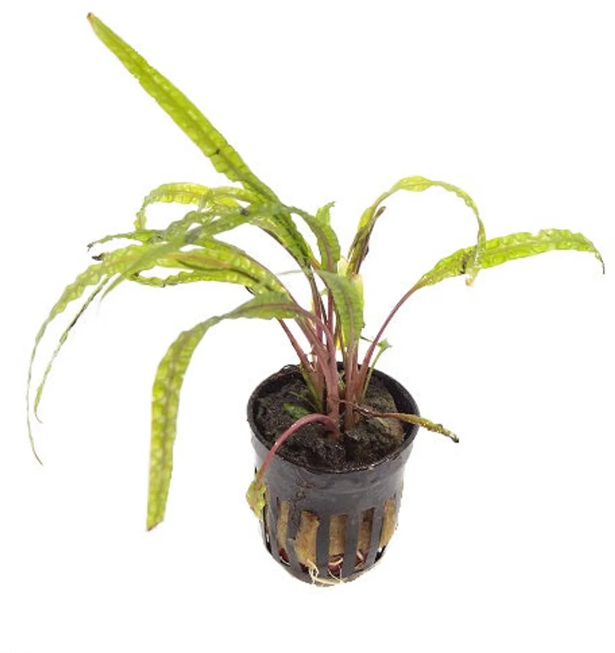 Cryptocoryne Balansae in 5 cm pot von Moerings in Grün – Produktfoto