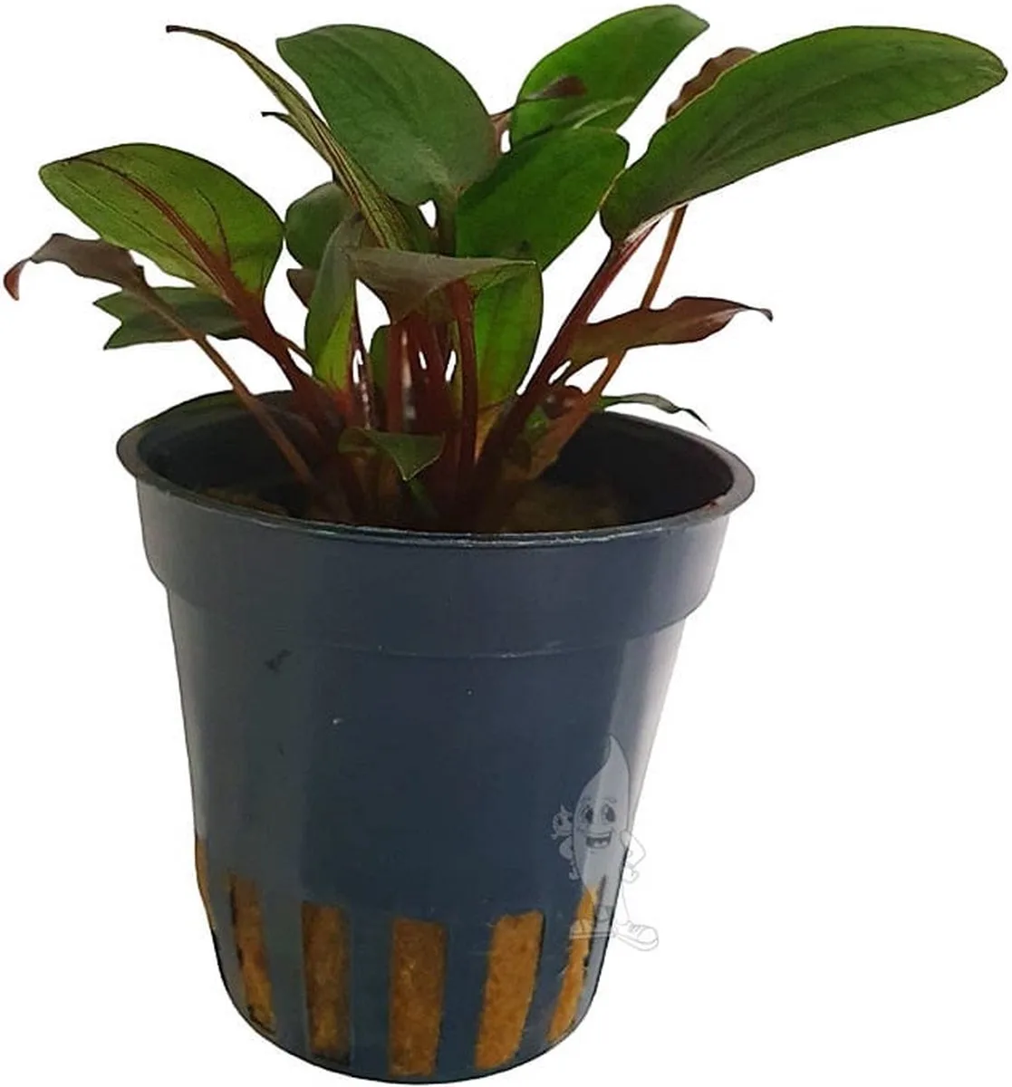 Cryptocoryne beckettii | Waterkelk | in 5cm pot von Moerings in Grün – Produktfoto