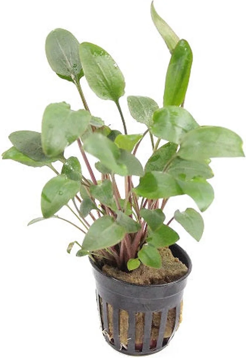 Cryptocoryne Bullosa in 5 cm pot van Moerings in Groen – productfoto