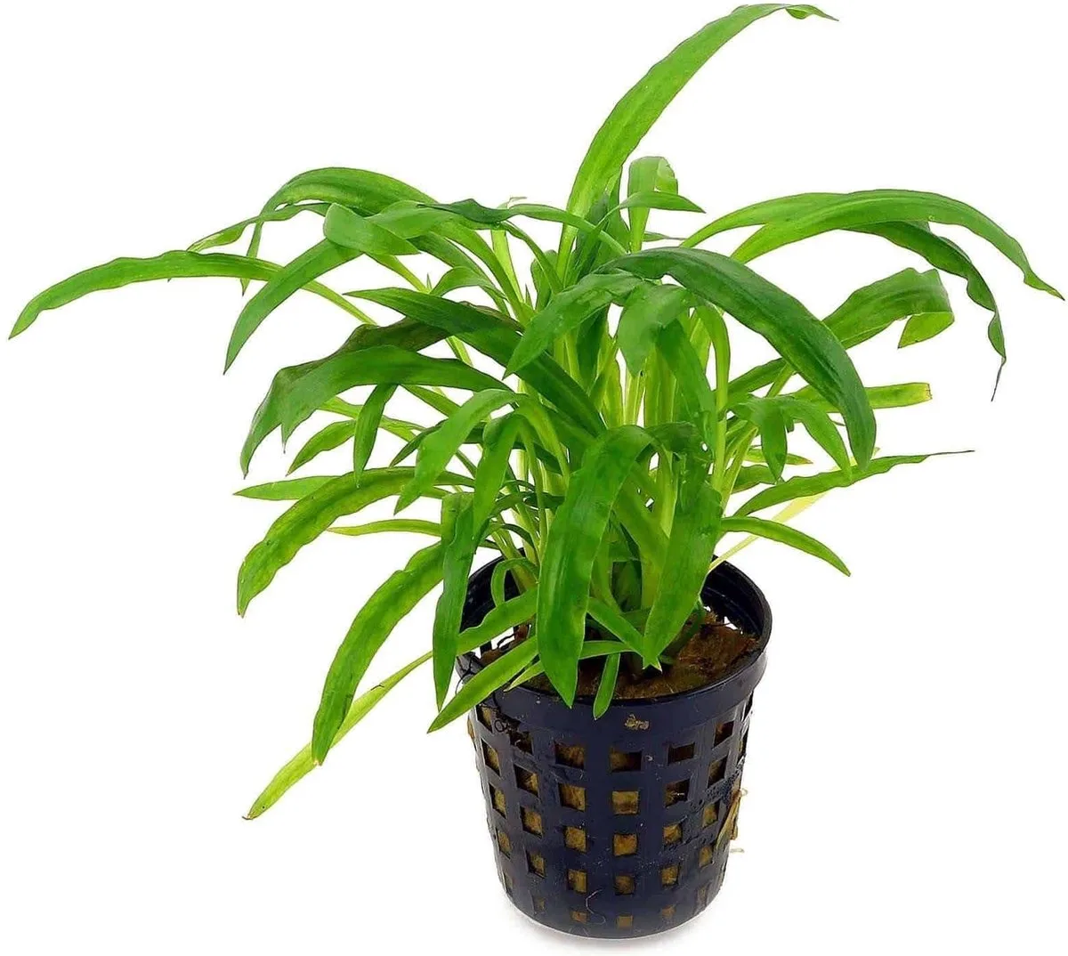 Cryptocoryne Costata in 5 cm pot von Moerings in Grün – Produktfoto