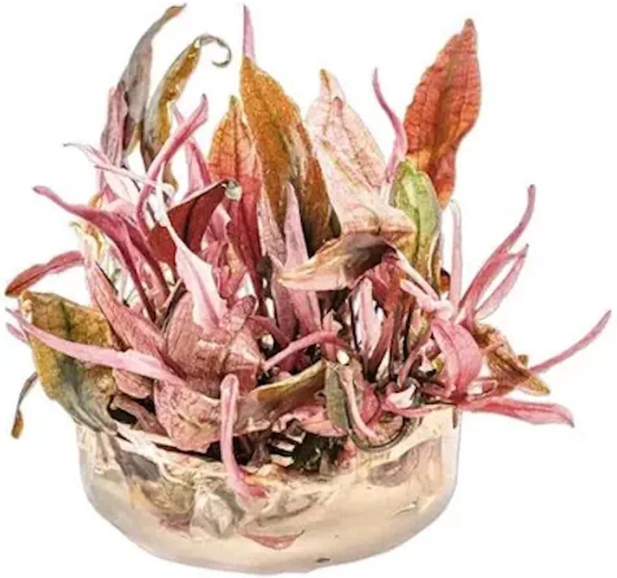 Cryptocoryne Flamingo | In vitro cup Waterplant von Moerings in Rosa – Produktfoto