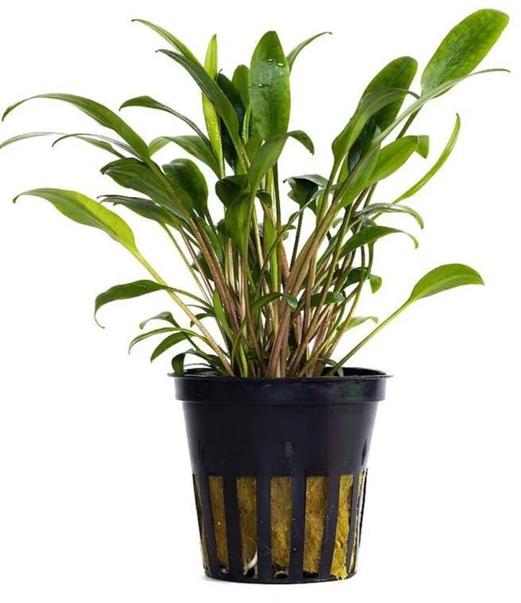 Cryptocoryne Lucens | Smalbladige Nevelli Waterkelk | in 5 cm pot von Moerings in Grün – Produktfoto
