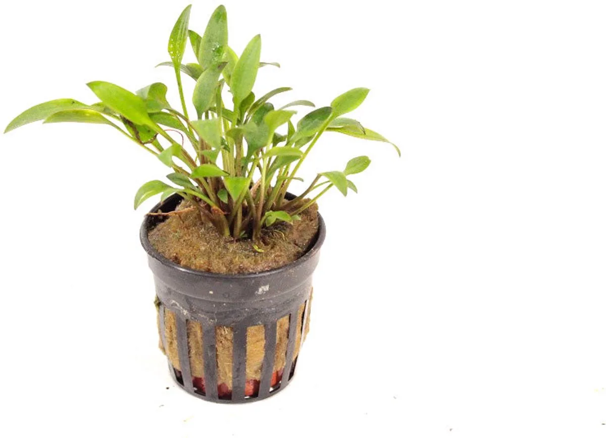 Cryptocoryne Lutea in 5 cm pot von Moerings in Grün – Produktfoto