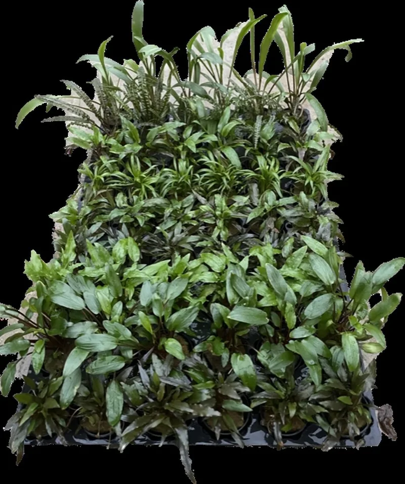 Cryptocoryne mix 6 stuks Aquariumplant - Aquarium decoratie de Moerings en Marron – photo produit