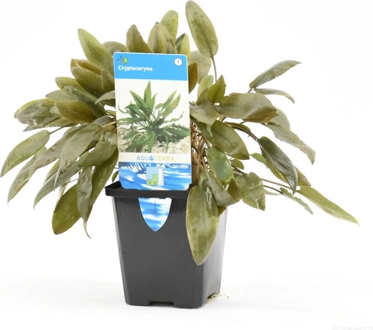 Cryptocoryne Mix in 5 cm pot från Moerings i Brun – produktbild