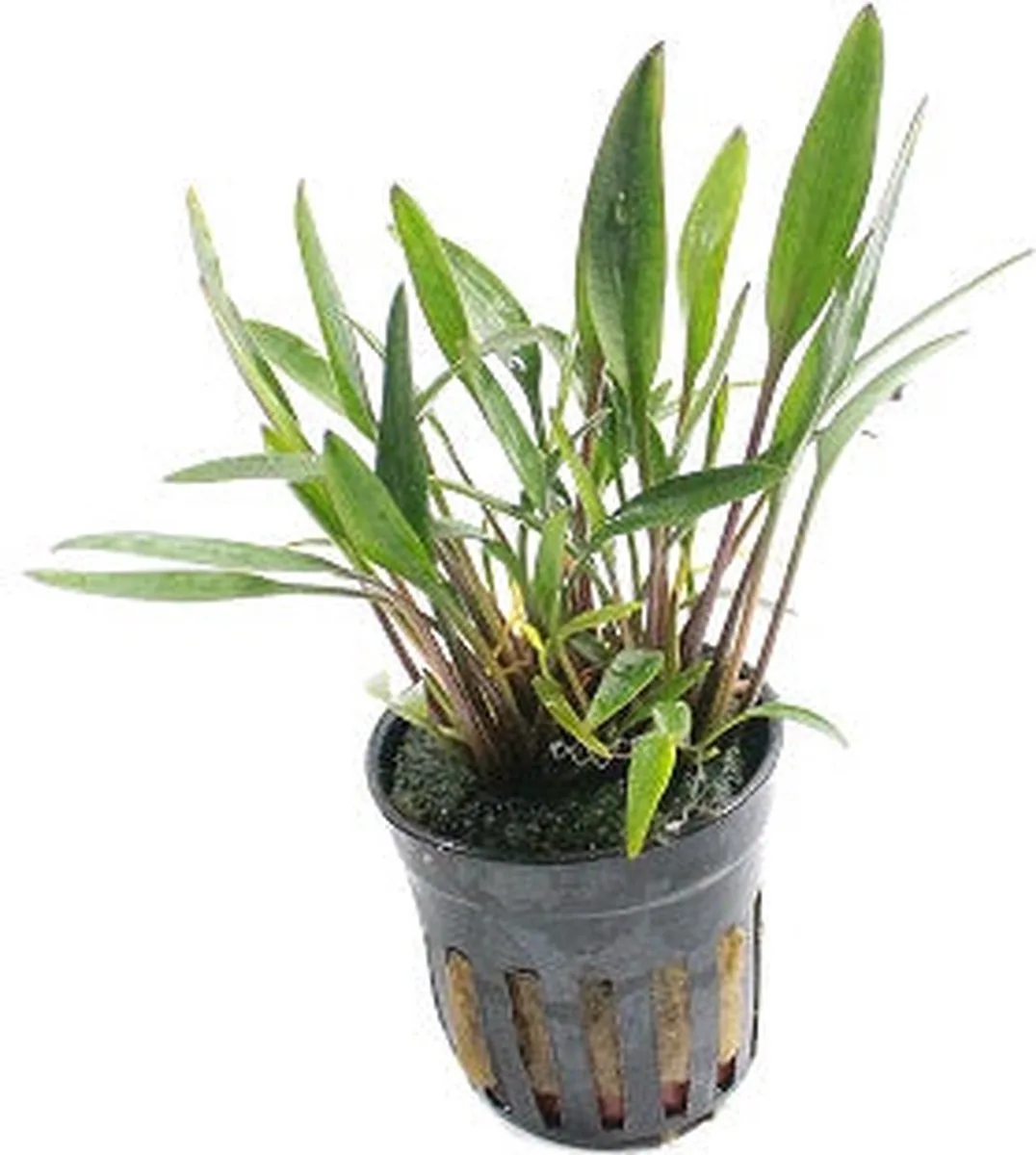 Cryptocoryne Nevellii in 5 cm pot de Moerings en Vert – photo produit
