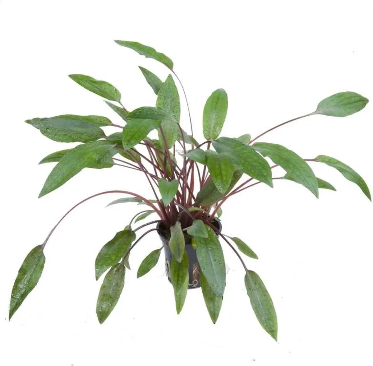 Cryptocoryne Petchii | Fazanteveertje | in 5 cm pot van Moerings in Groen – productfoto
