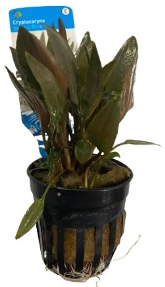 Cryptocoryne Petchii Pink in 5 cm pot von Moerings in Rosa – Produktfoto