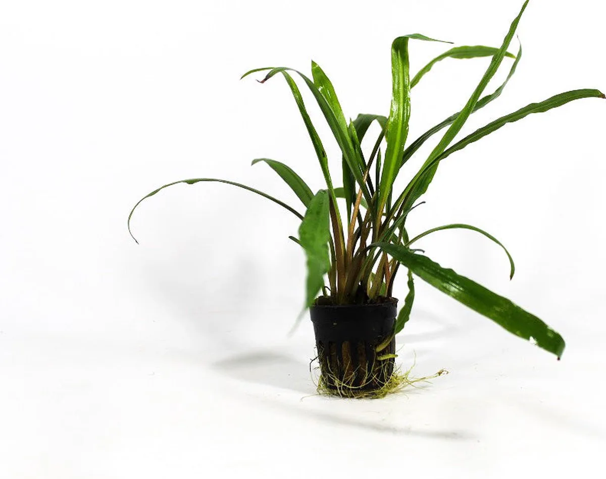 Cryptocoryne retrospiralis in 5 cm pot från Moerings i Grön – produktbild