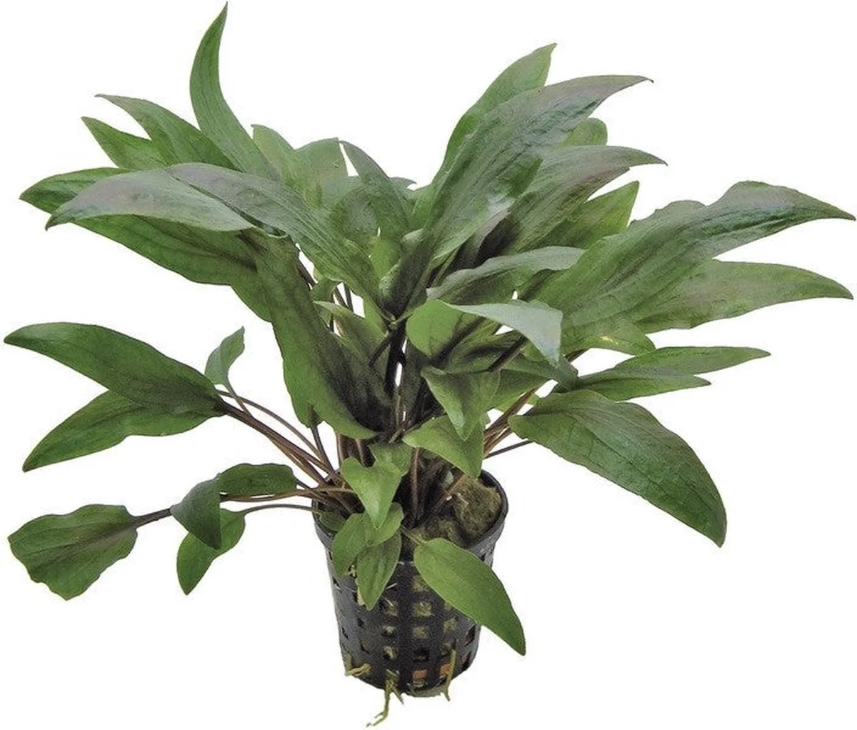 Cryptocoryne Undulatus - Aquariumplant - Aquascape von Moerings in Grün – Produktfoto