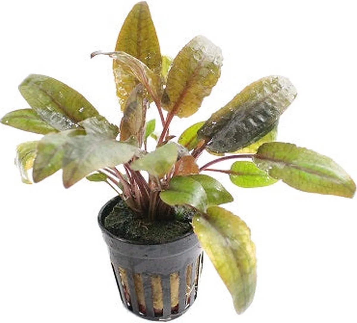 Cryptocoryne Walkerii in 5 cm pot från Moerings i Grön – produktbild