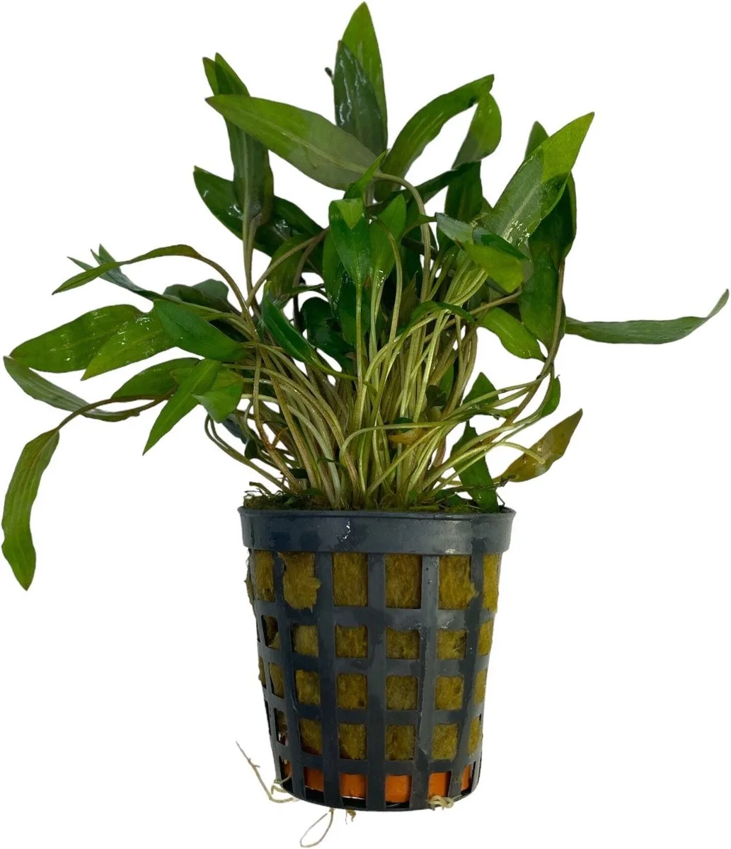 Cryptocoryne Wendtii - Aquariumplant von Moerings in Braun – Produktfoto
