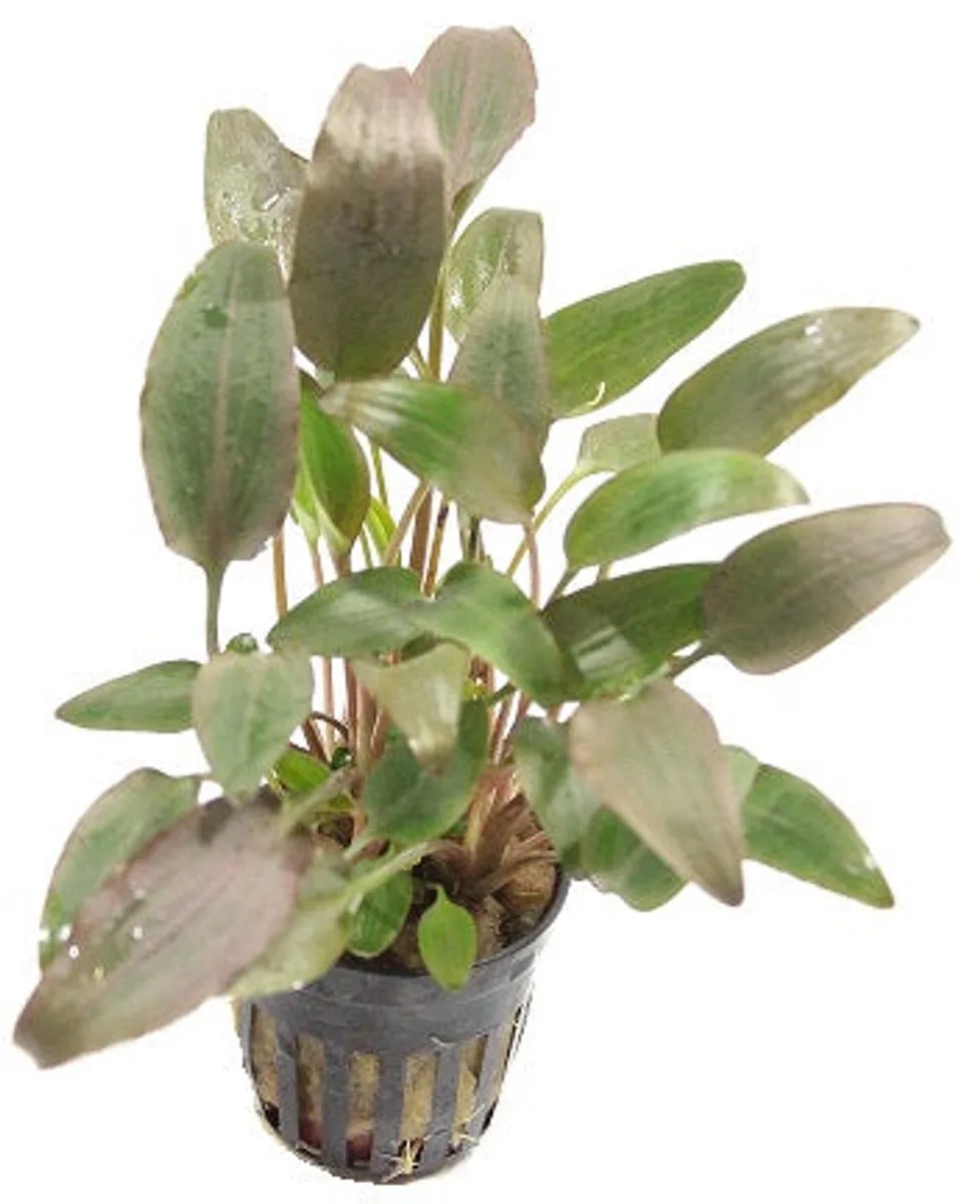 Cryptocoryne Wendtii - Aquariumplant de Moerings en Rouge – photo produit