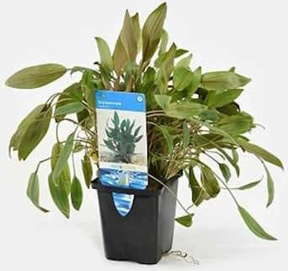 Cryptocoryne Wendtii | Waterkelk | in 5 cm pot von Moerings in Grün – Produktfoto