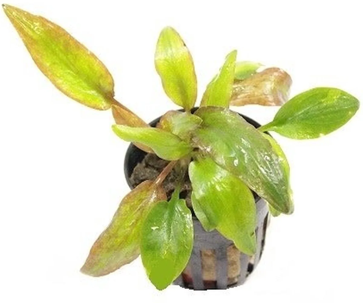 Cryptocoryne willissii in 5 cm pot de Moerings en Vert – photo produit