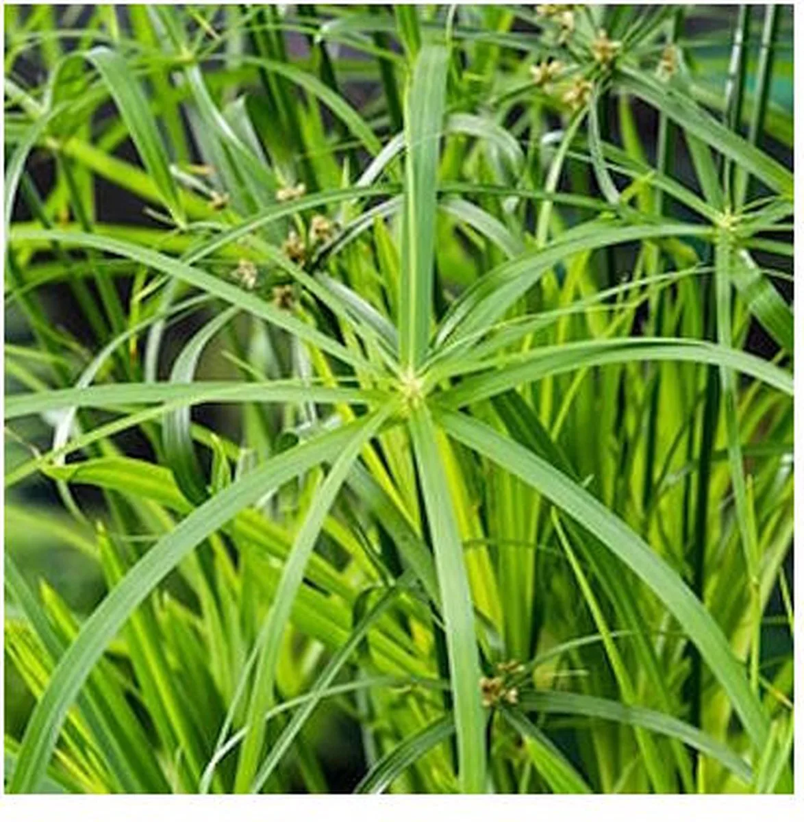 Cyperus Alternifolius | Papyrus Plant | In 18CM Mand Kant en Klaar by Moerings in Green – product photo