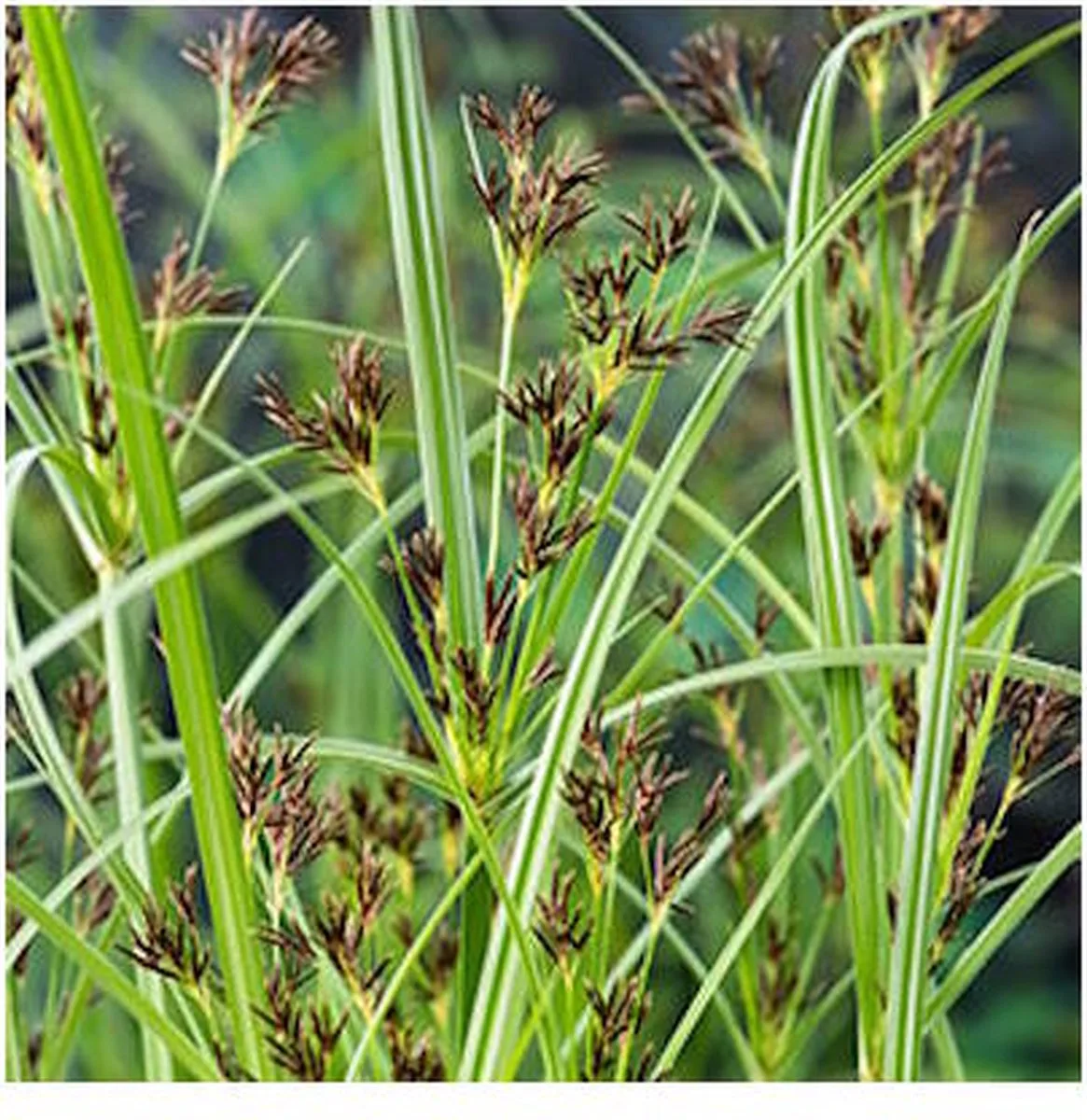 Cyperus Longus | Lang Cypergras | In 9CM pot fra Moerings i Grøn – produktbillede