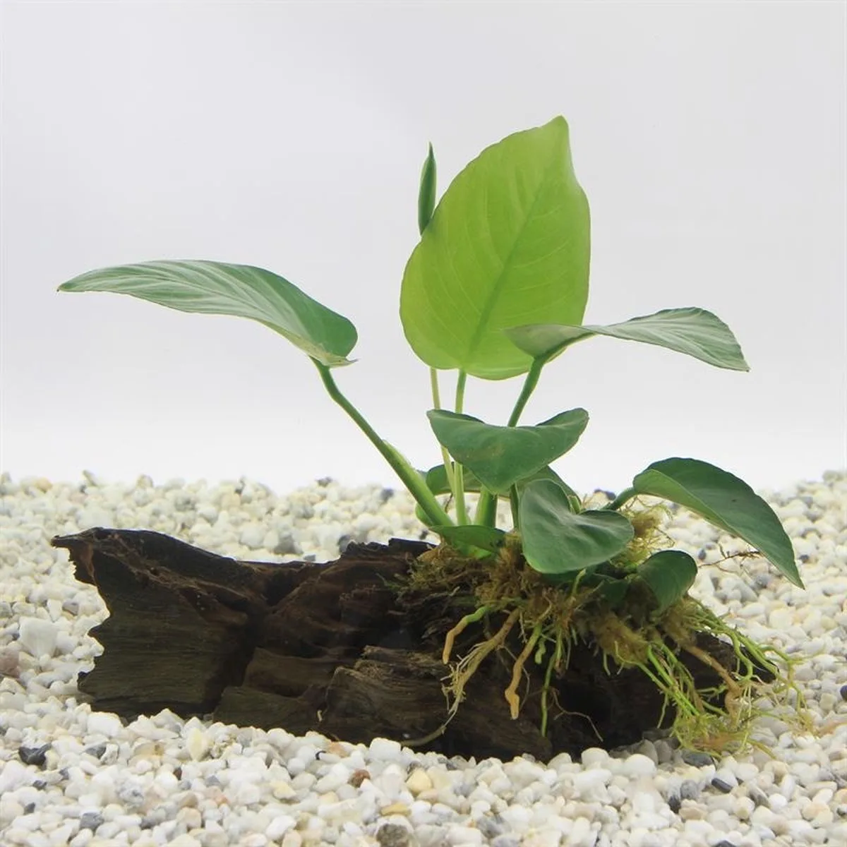 Driftwood met Anubias | Small Waterplant van Moerings in Bruin – productfoto