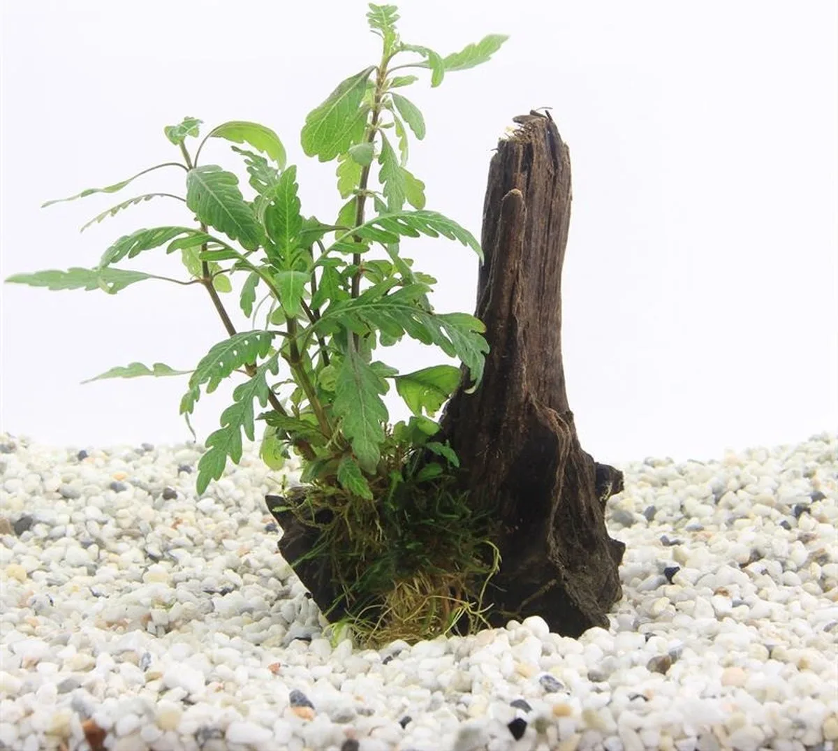 Driftwood met Hygrophila Pinnatifida | Small Waterplant de Moerings en Marron – photo produit