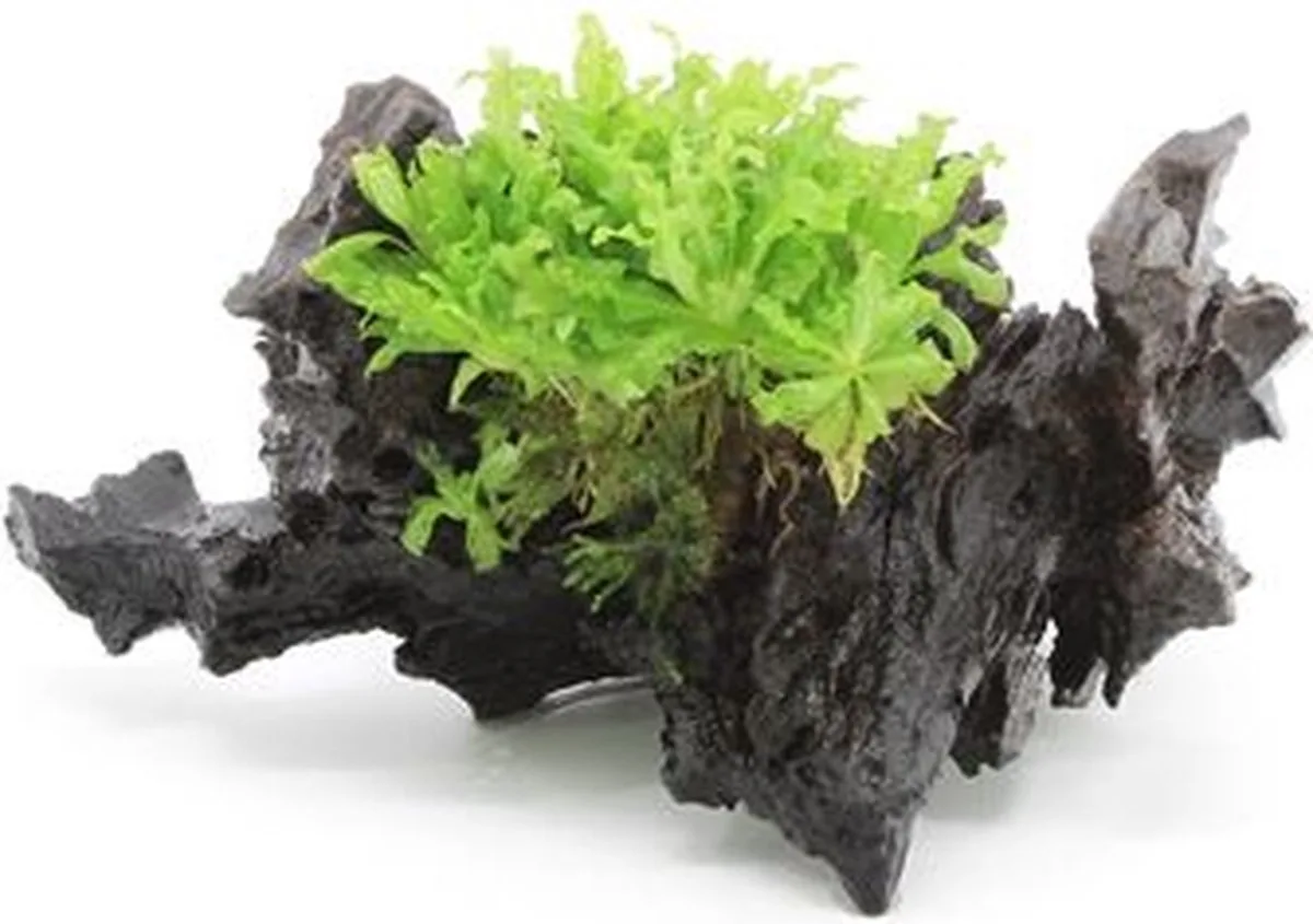 Driftwood met Pogostemon | Small Waterplant de Moerings en Marron – photo produit