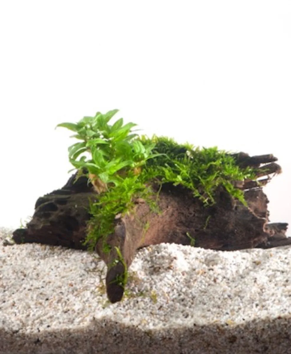 Driftwood met Staurogyne | Small Waterplant de Moerings en Marron – photo produit