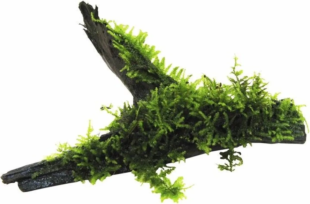 Driftwood met vesicularia dubyana (java mos) | Medium Waterplant von Moerings in Braun – Produktfoto