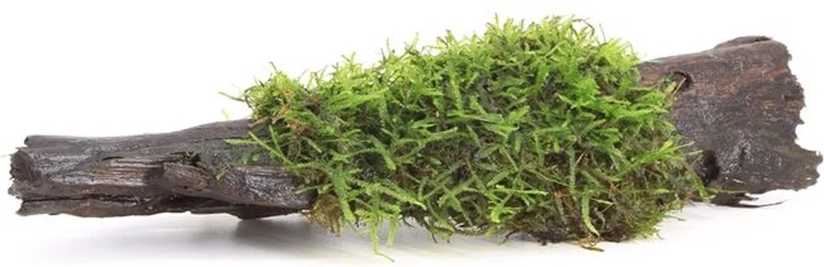 Driftwood met vesicularia dubyana (java mos) | Small Waterplant från Moerings i Brun – produktbild