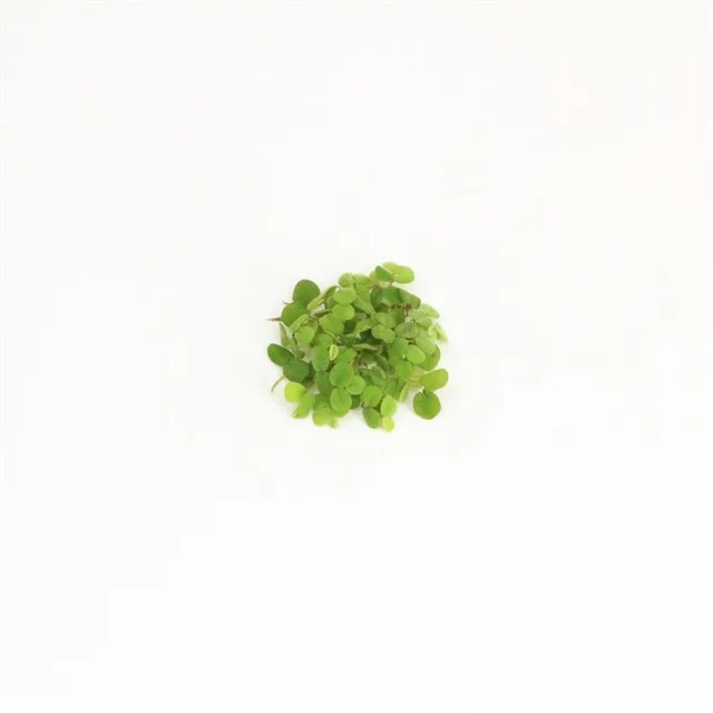 Drijfplanten Aquarium - Salvinia Minima - 200CC
