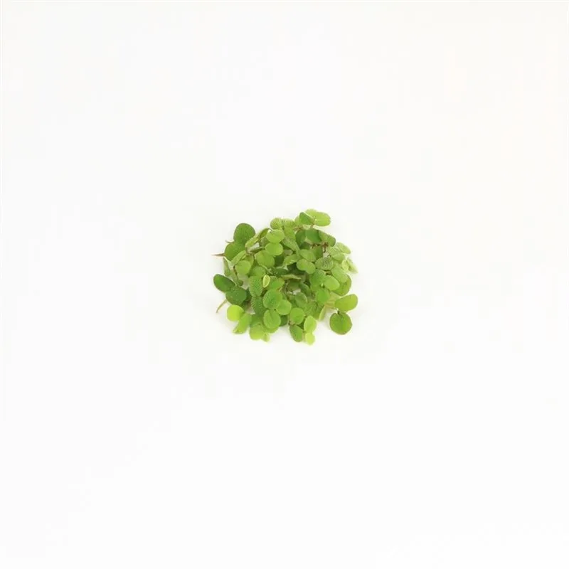 Drijfplanten Aquarium - Salvinia Minima - 200CC by Moerings in Green – product photo