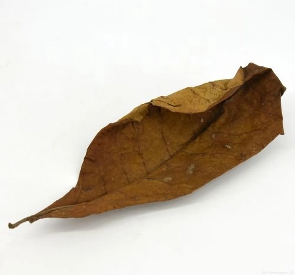 Dry Almond Leaves | Catappa bladeren 15–30 cm | natuurlijk bladstrooisel voor zwartewateraquarium von Moerings in Schwarz – Produktfoto