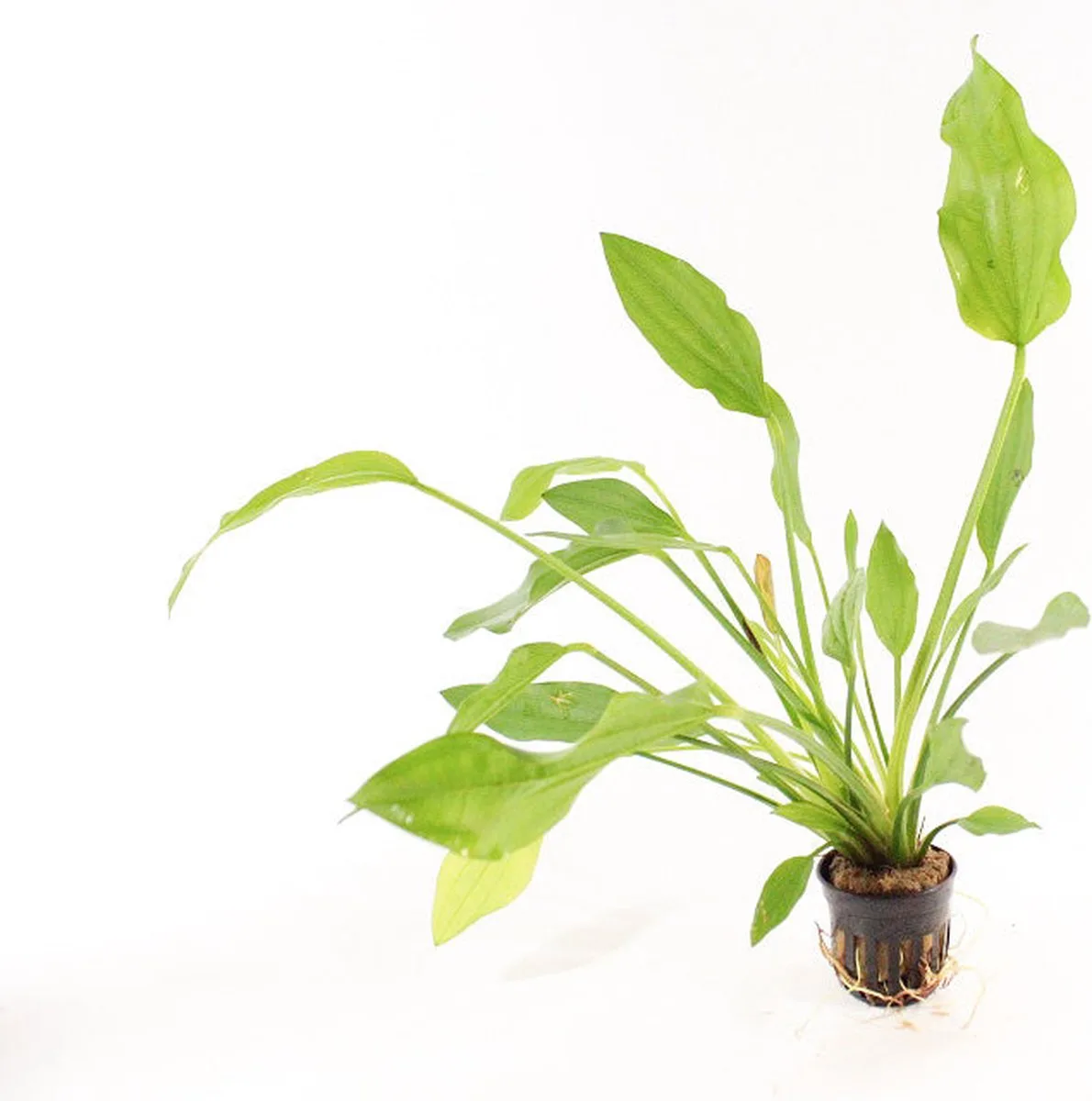 Echinodorus Argentinensis | Argentijnse waterweegbree | in 5 cm pot by Moerings in Green – product photo