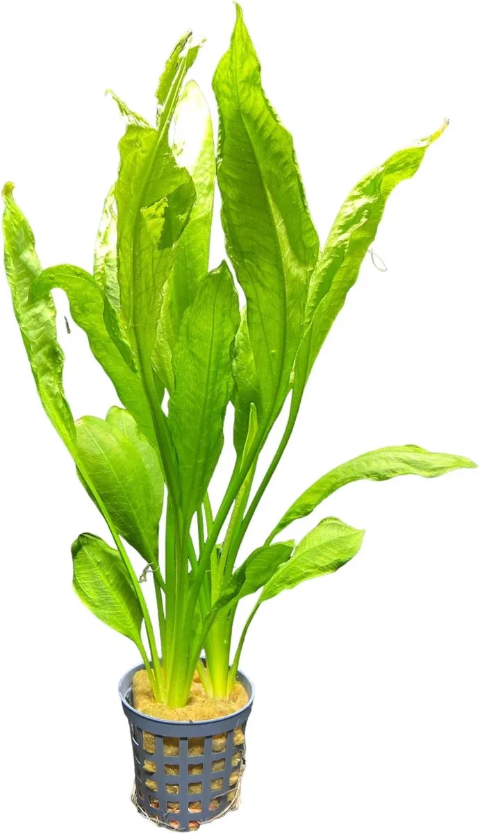 Echinodorus Bleheri | Grote Amazone zwaardplant | in 5cm pot P5 by Moerings in Green – product photo