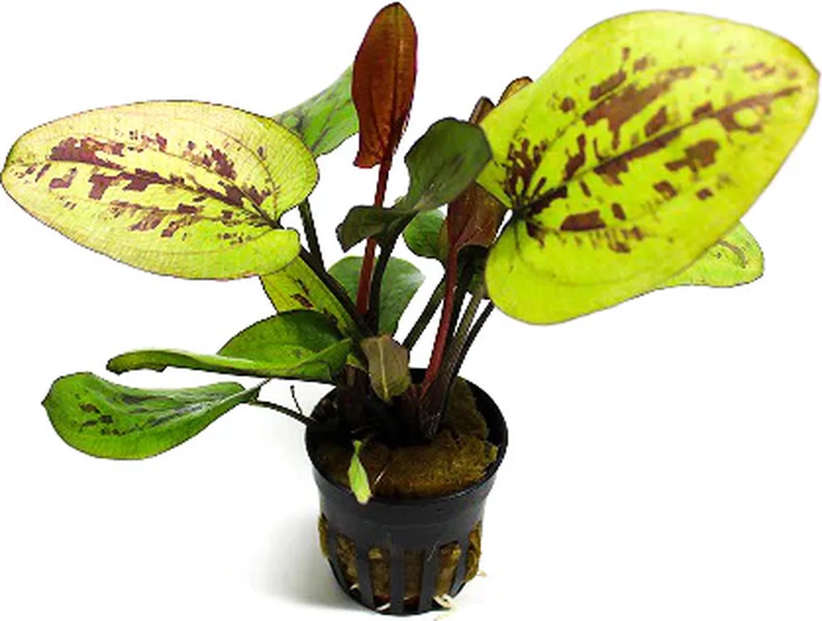 Echinodorus chocolate marble | Zwaardplant | in 5 cm pot by Moerings in Brown – product photo
