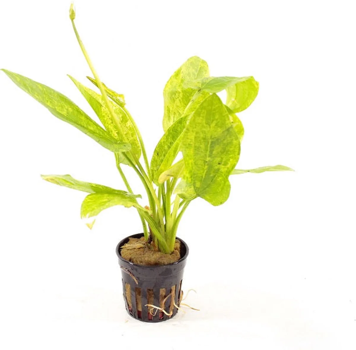 Echinodorus Cordofolius Marble in 5 cm pot by Moerings in Green – product photo