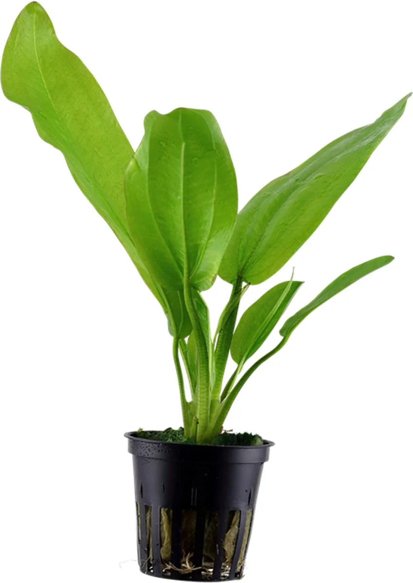 Echinodorus Cordofolius | Waterweegbree | in 5 cm pot van Moerings – productfoto