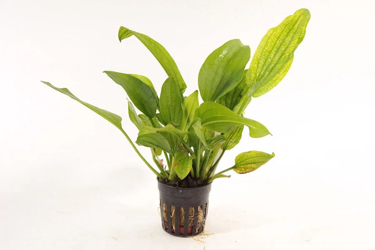 Echinodorus Gabrielli in 5 cm pot by Moerings in Green – product photo